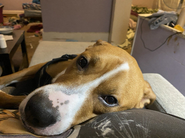American Pit Bull Terrier – Rehoming my boy – Delta