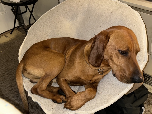 Redbone Coonhound – redbone coonhound full bred – Butte