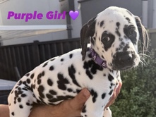 Dalmatian – Purebred Dalmatian Puppies – Avondale Heights