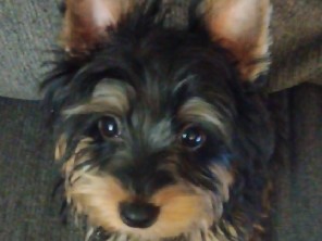 Yorkshire Terrier – Yorkie dog – Moses Lake