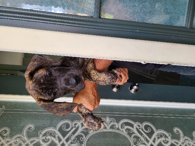 Great Dane – Great Dane Puppy