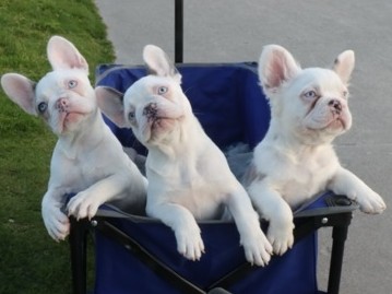 French Bulldog – Fluffy & Koi French Bulldogs – Chino