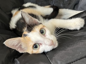 Japanese Bobtail – Honey the Calico Kitten! – Houston