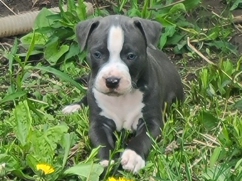 American Pit Bull Terrier – American Pit Bull Terrier Puppy – 7 Weeks Old – Rochester