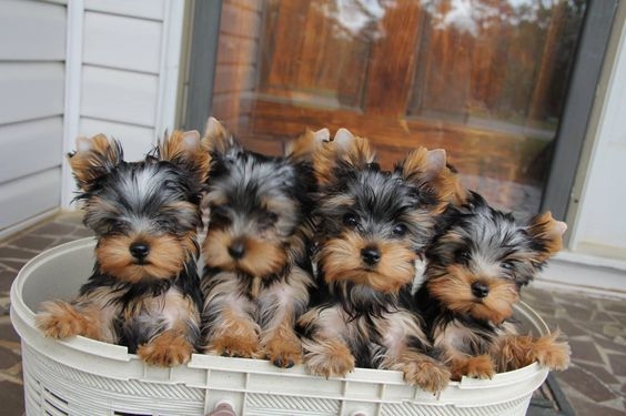 Puppies