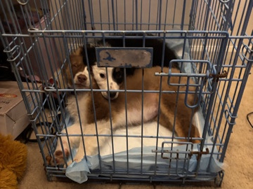 Australian Shepherd – Two 3 month old Australian shepherds – Forestbrook