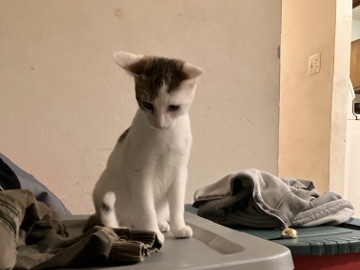 Turkish Van – Male kitten for sale. – Willowbrook