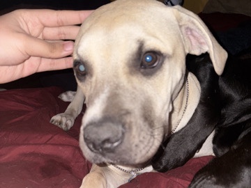 Cane Corso – Nova needs a home ASAP – Lakewood