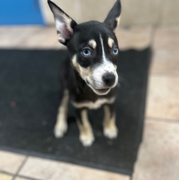 Siberian Husky – Maya