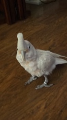 Goffins Cockatoo