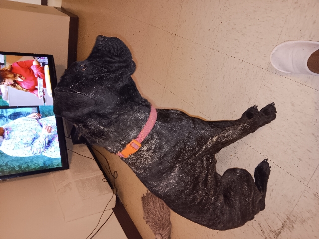 Cane Corso – ms.Storm