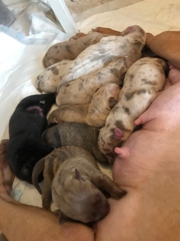 American Pit Bull Terrier – XL American Bully