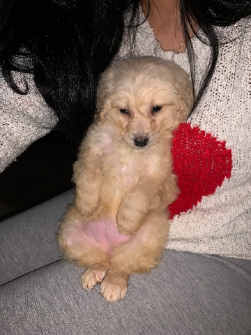 Cockapoo Puppies Ready to leave