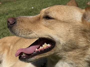 Korean Jindo Dog – Rehoming our dog named Duke! – Jonesboro