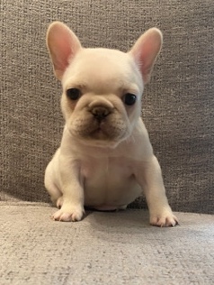 French Bulldog – French Dou finds a new home