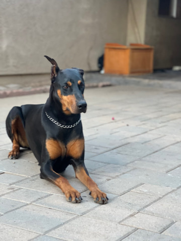 Doberman Pinscher β Doberman