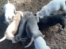 American Pit Bull Terrier – Pitbull puppies – Bulls Gap