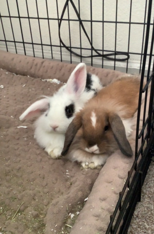 Bonded male rabbits