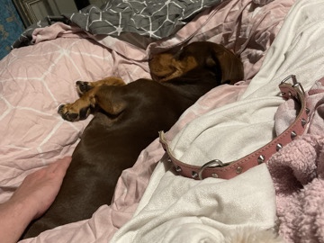 Male dachshund chocolate and tan 2 year old