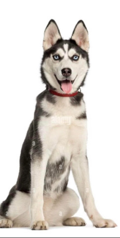 Labrador Husky – Husky dog