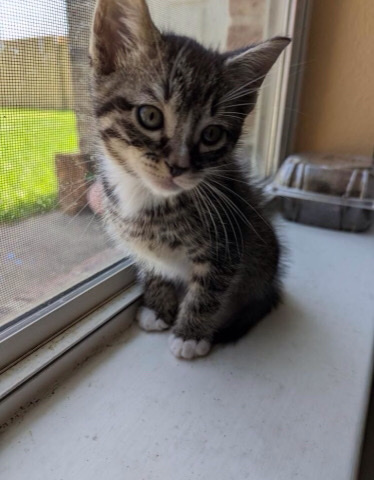 11 week old kitten