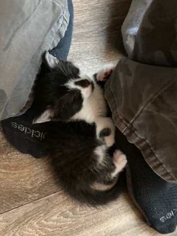 3 and a half week old kitten