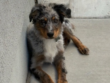 Australian Shepherd – Australian shepherd male – Orem