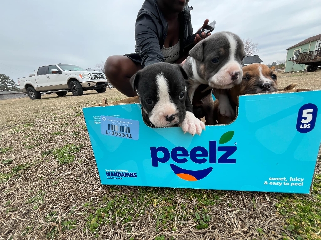 American Bulldog – standard bully puppies – Darlington