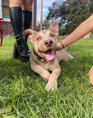 American Pit Bull Terrier – 5 Month old Puppy for sale!