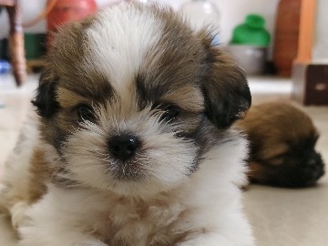 Shih Tzu – Life is better with a Shih Tzu by your side
