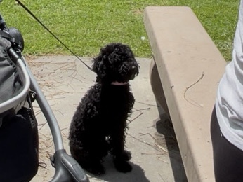 Poodle – Poodle / standard 5 months female – Rancho Cucamonga