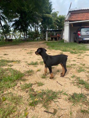 Doberman Pinscher – Doberman puppy for sale