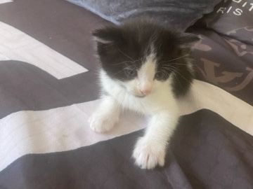 European Shorthair – Adorable European Shorthair Kitten – 4 Weeks Old – Bradford