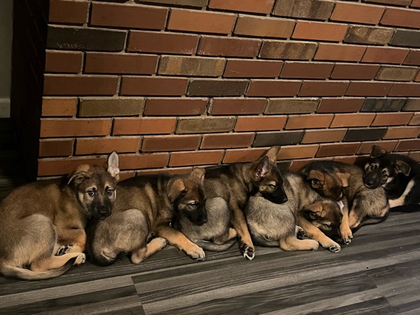 German Shepherd Puppies 