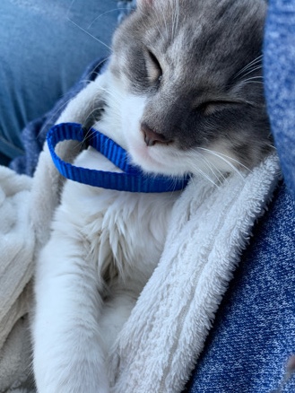 kitten