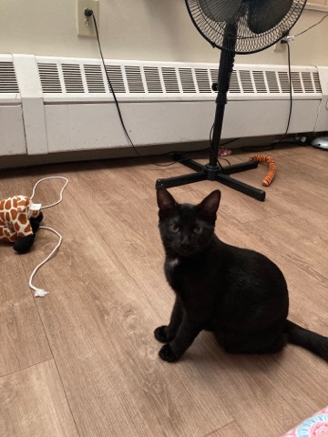 hi my name is midnight from Boston ma 