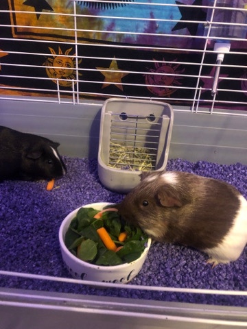 Any – female Guinea pigs