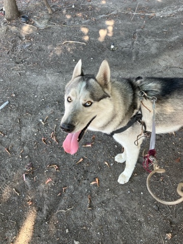 Alaskan Malamute – need to rehome my malamute