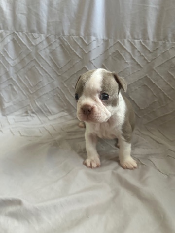 Boston Terrier – kc Registered champion lilic&blue splash Bostonpup