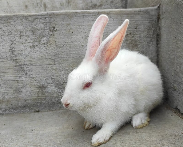 Palomino – rabbit