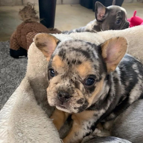 French Bulldog – frenchbulldog available and ready to go..