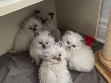 Persian (Modern) – HIMALAYAN PERSIAN – Toronto