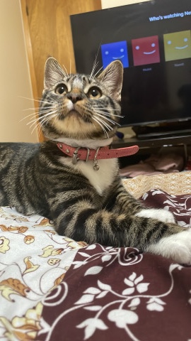 kitten