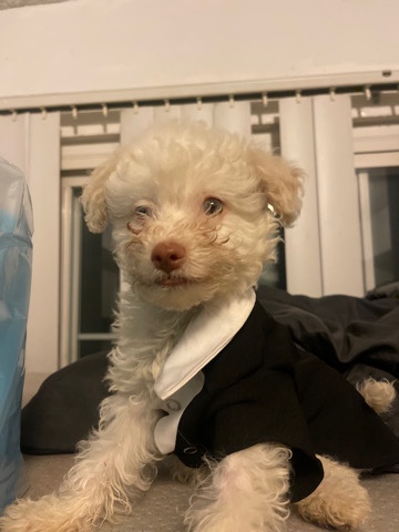 Maltese – Jeffery the Maltipoo