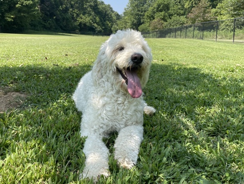 Goldendoodle – Sweet Goldendoodle needs a loving family :) – Elkins