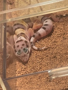 Rehomeing 2 Leopard geckos