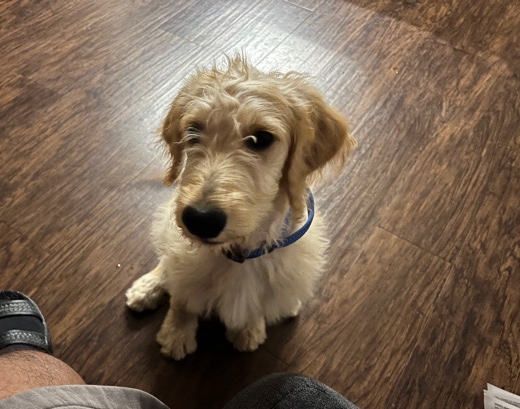 Golden Doodle