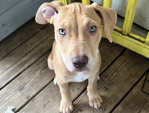 American Pit Bull Terrier – American PitBull terrier puppies for rehoming