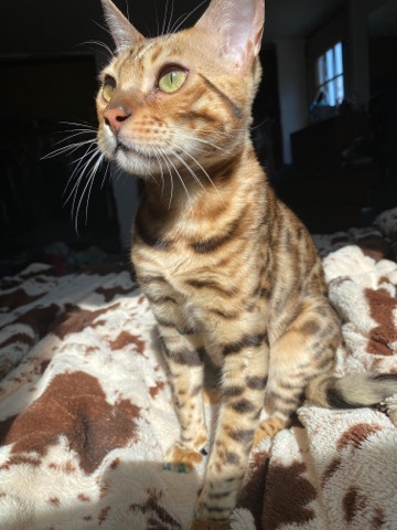 Bengal – Bengal looking for new home