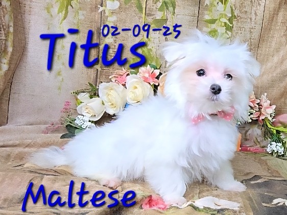 Titus a Maltese male, Hypoallergenic Pet Only 